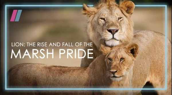 The Pride