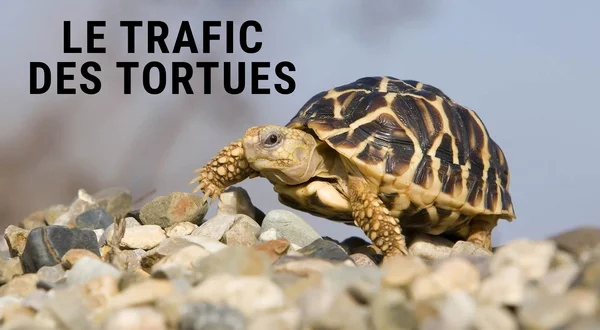 Le trafic des tortues