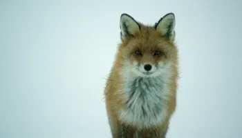 Lemming: El Pequeño Gigante del Norte