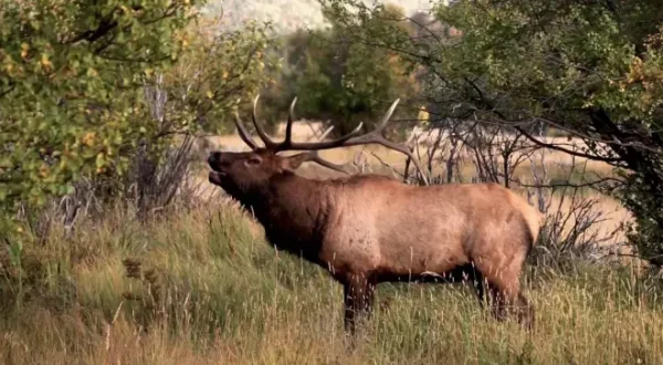 Die Superkräfte der Tiere