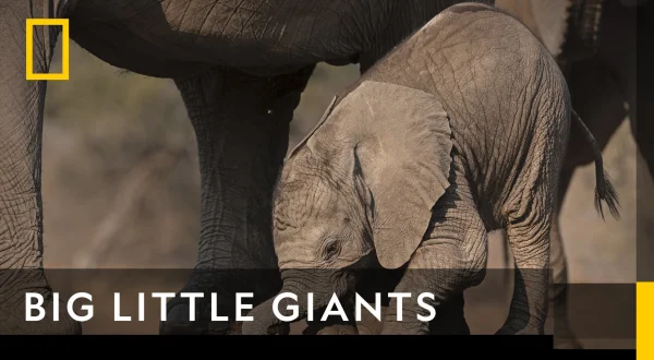Big Little Giants