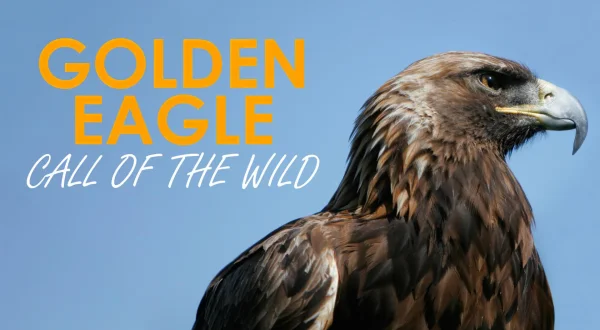 Golden Eagle - Call of the Wild