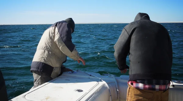 Hai-Schutz vor Cape Cod