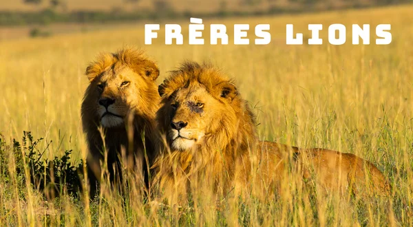 Frères lions