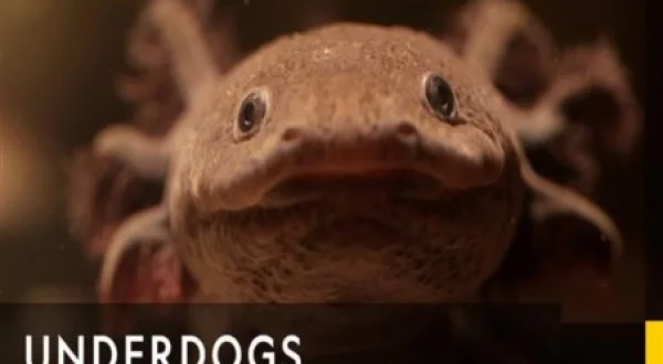 Underdogs