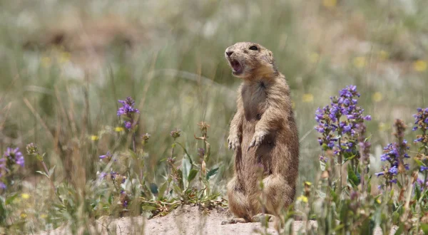 Το Βασίλειο του Κυνόμυ | Prairie Dog Manor