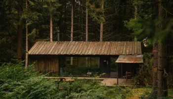Door de bomen