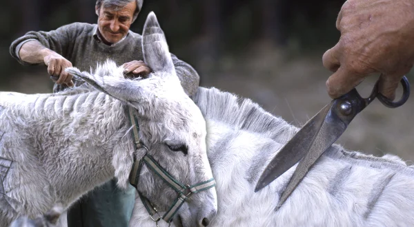El esquilador de "bestias". Así era el duro oficio tradicional del pelador de burros