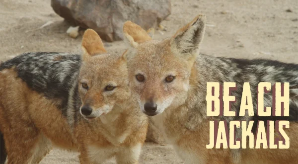 Beach Jackals
