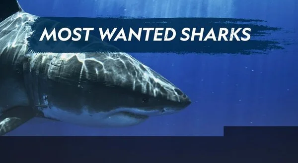 Most Wanted Sharks