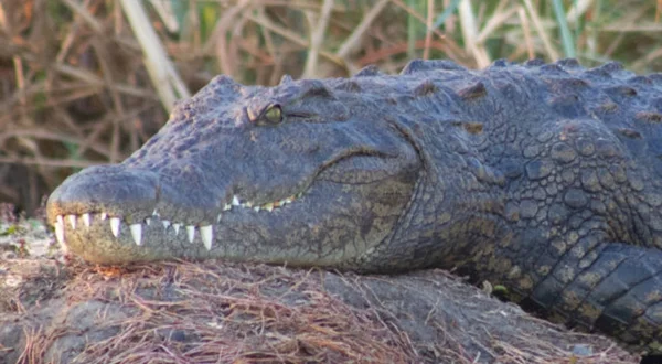 Crocodiles of the Okavango