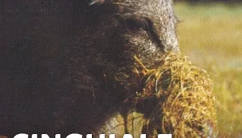 Cinghiale: corso di caccia e controllo 1
