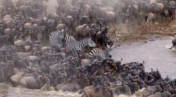 Animales viajeros | Tras las lluvias de África