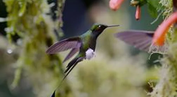 Les survivants ultimes de la nature
