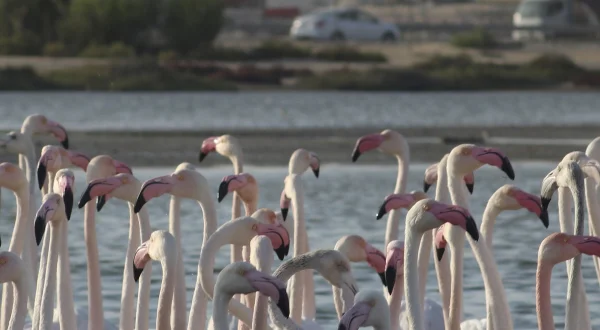Wild Dubai