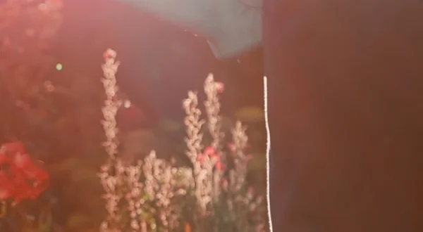 Duell der Gartenprofis - Mein grünes Paradies