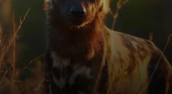 Au secours de la faune africaine