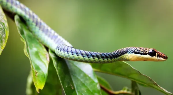 Il regno segreto del Borneo