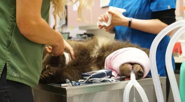 Yukonská veterinářka