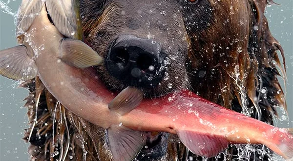 Hungry Games - Gli orsi dell'Alaska