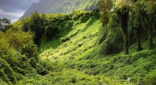 La Réunion, le renouveau des jardins créoles