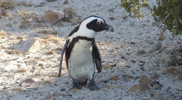 Meet The Penguins