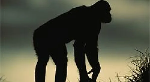 Kingdom Of The Apes