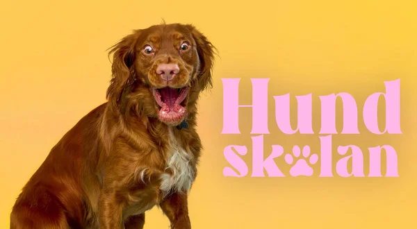 Hundskolan