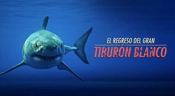 El regreso del gran tiburón blanco