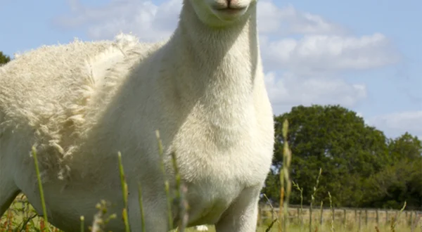 Wilde verhalen van de boerderij