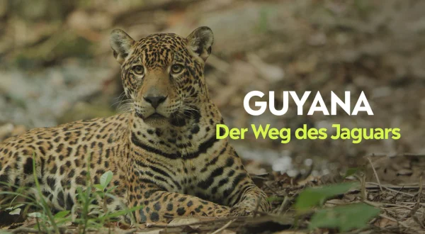 Guyana - Der Weg des Jaguars