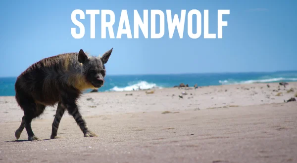 Strandwolf