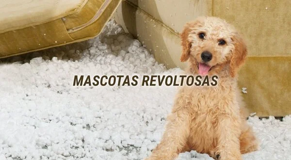 Mascotas revoltosas