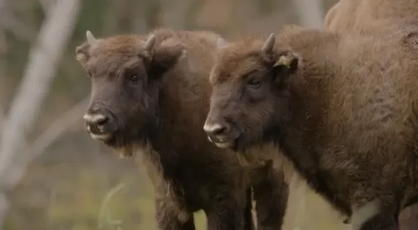 Le bison d'Europe, colosse de la forêt