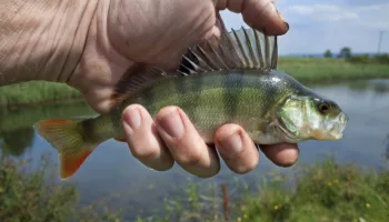 Pesca...