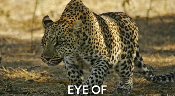 Eye of the Leopard