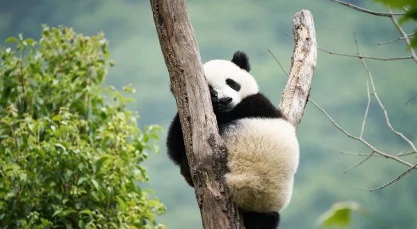 Moon - Veliki panda