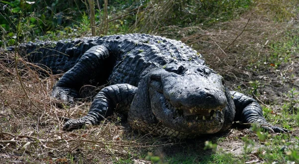 Floridas Python-Jäger unterwegs