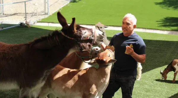 Cesar Millan: Better Human Better Dog - Bessere Menschen, bessere Hunde
