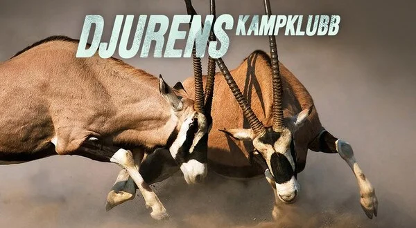 Djurens kampklubb