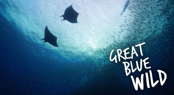 Great Blue Wild