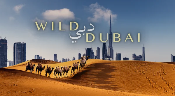 Wild Dubai