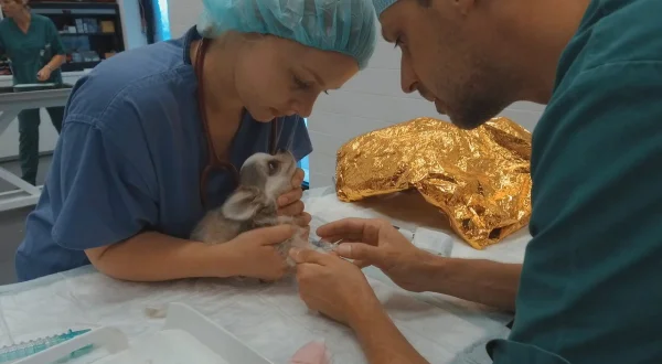 Dierendokters 24/7