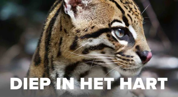 Diep in het Hart