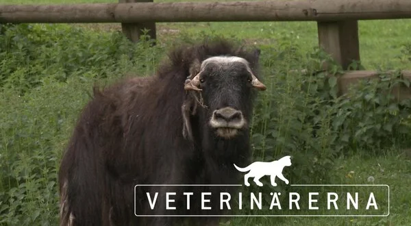 Veterinärerna