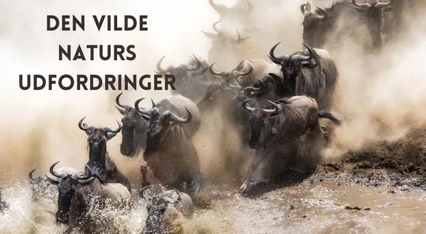 Den vilde naturs udfordringer