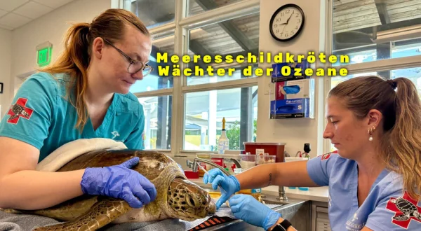 Meeresschildkröten - Wächter der Ozeane