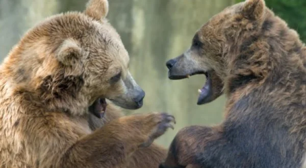 Animal Fight Club
