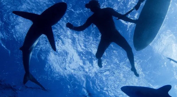 Sharkwrecked: Crash Landing