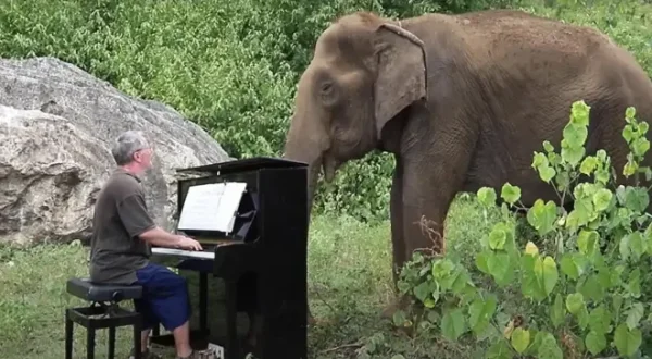 Rhythmus im Blut - Sind Tiere musikalisch?
